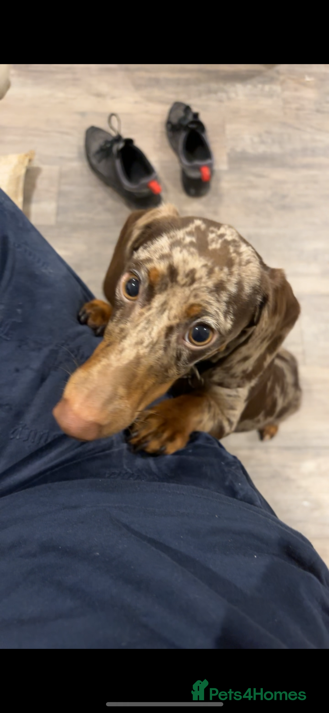 Dachshund dogs for sale: AD CURRENTLY ON HOLD  - Advert 9