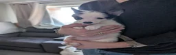 Pomsky dogs for sale: Stunning F3 Pomsky Puppies! - Advert 34