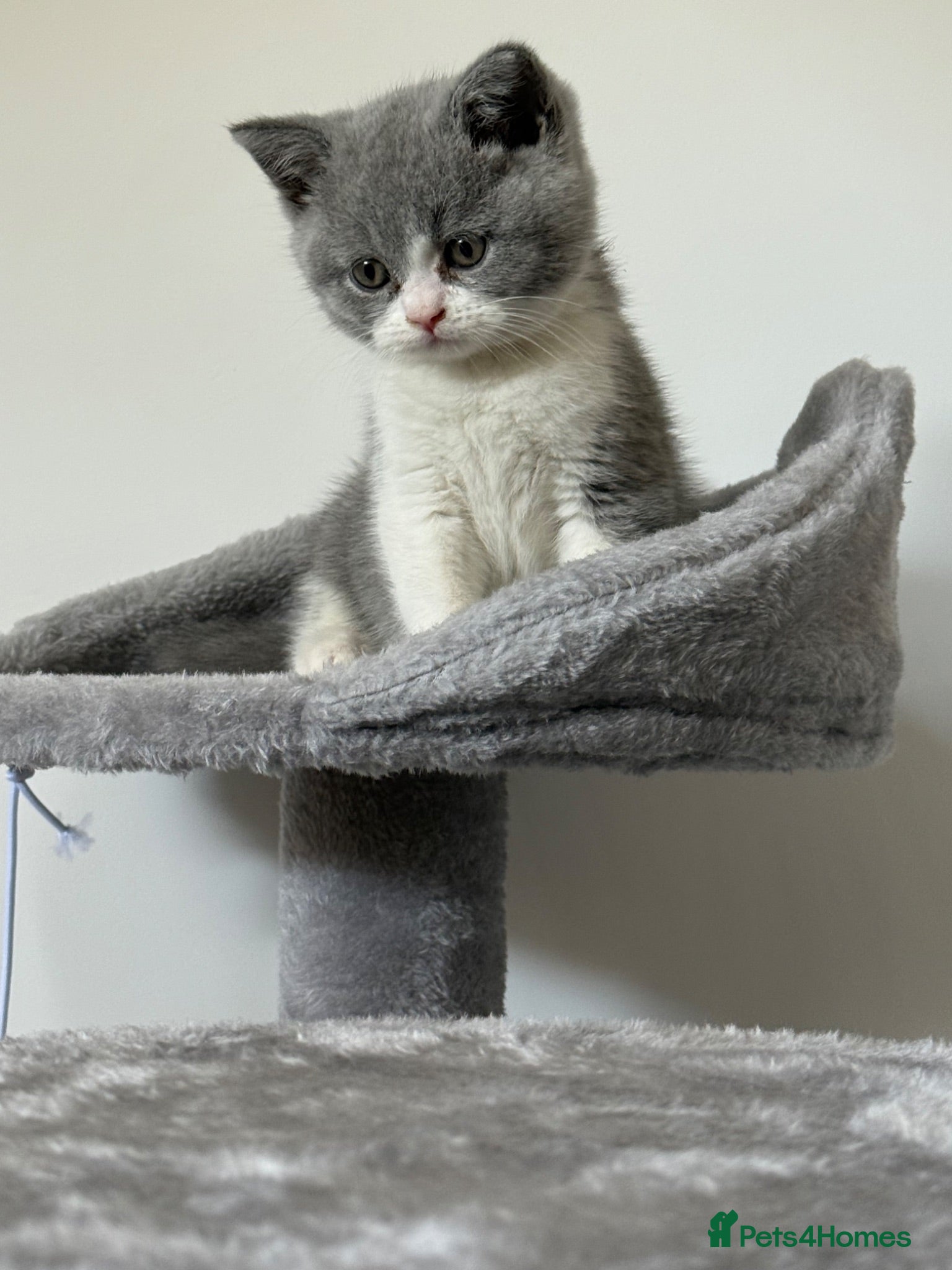 British Shorthair cats Bi coloured British short hair kitten  - Advert 1