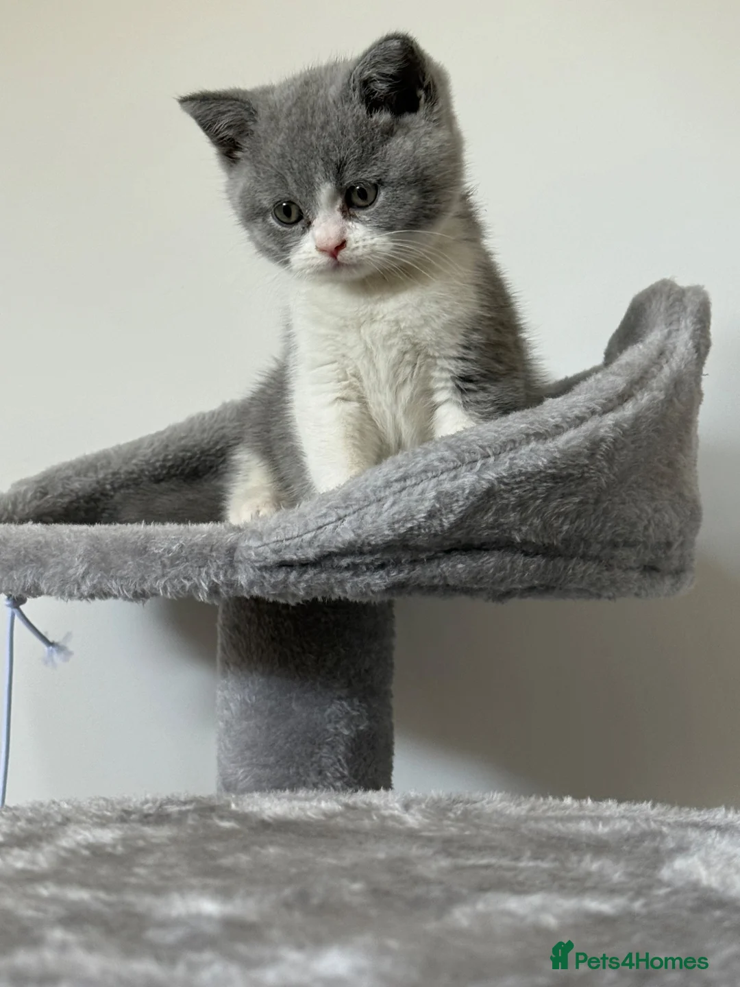 British Shorthair cats for sale: Bi coloured British short hair kitten  - Advert 1