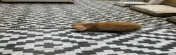 Dwarf Lop rabbits for sale: Dwarf Lop baby rabbits  - Advert 6