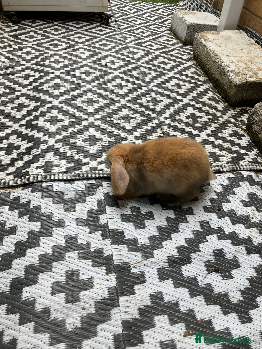 Dwarf Lop rabbits for sale: Dwarf Lop baby rabbits  - Advert 6