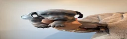 Dachshund dogs for sale: 1 female 4 male beautiful dachshund puppies  - Advert 11