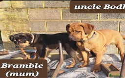 Rottweiler dogs for sale: Stunning Litter Of Shepweiler X Mastiff Pups - Image 32