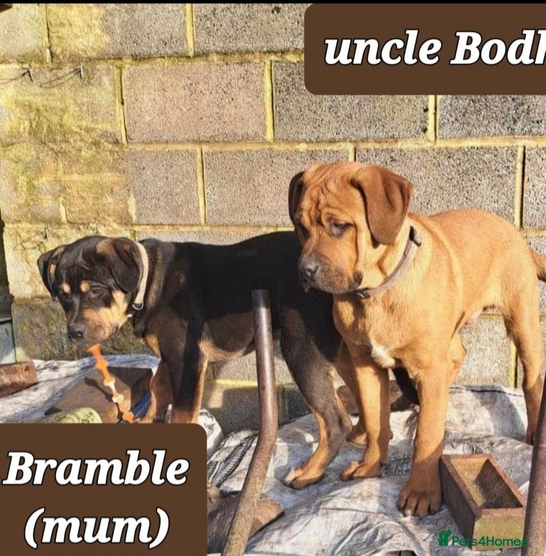 Rottweiler dogs for sale: Stunning Litter Of Shepweiler X Mastiff Pups - Image 32