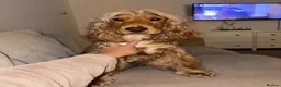 Cocker Spaniel dogs for stud: Stud Male Show Cocker Spaniel - Advert 5