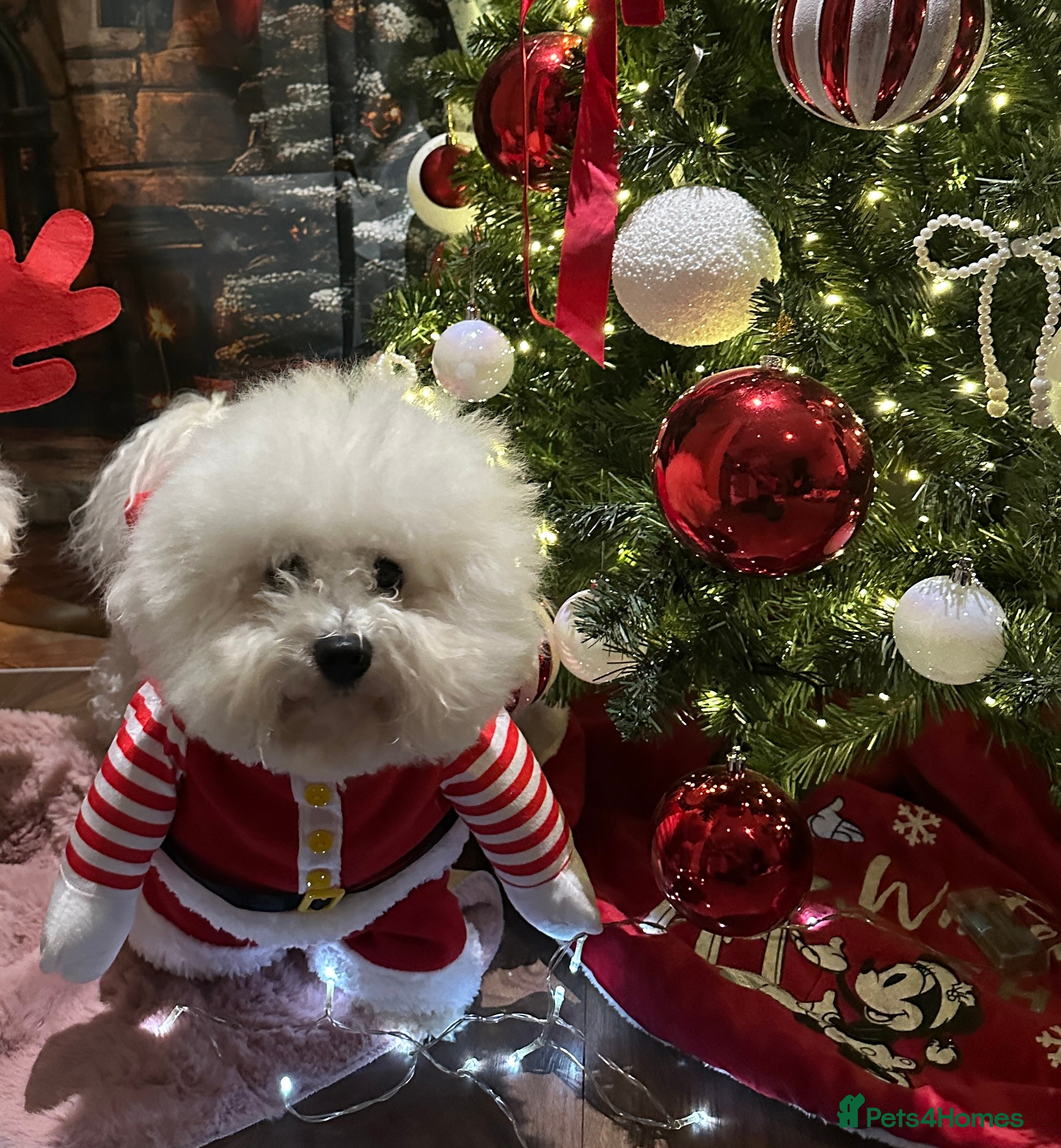 Bichon Frise dogs Stud KC registered Bichon Frise - Advert 1