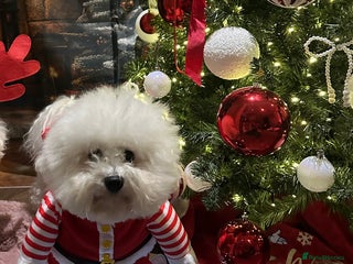 Bichon Frise dogs Stud KC registered Bichon Frise - Advert 2