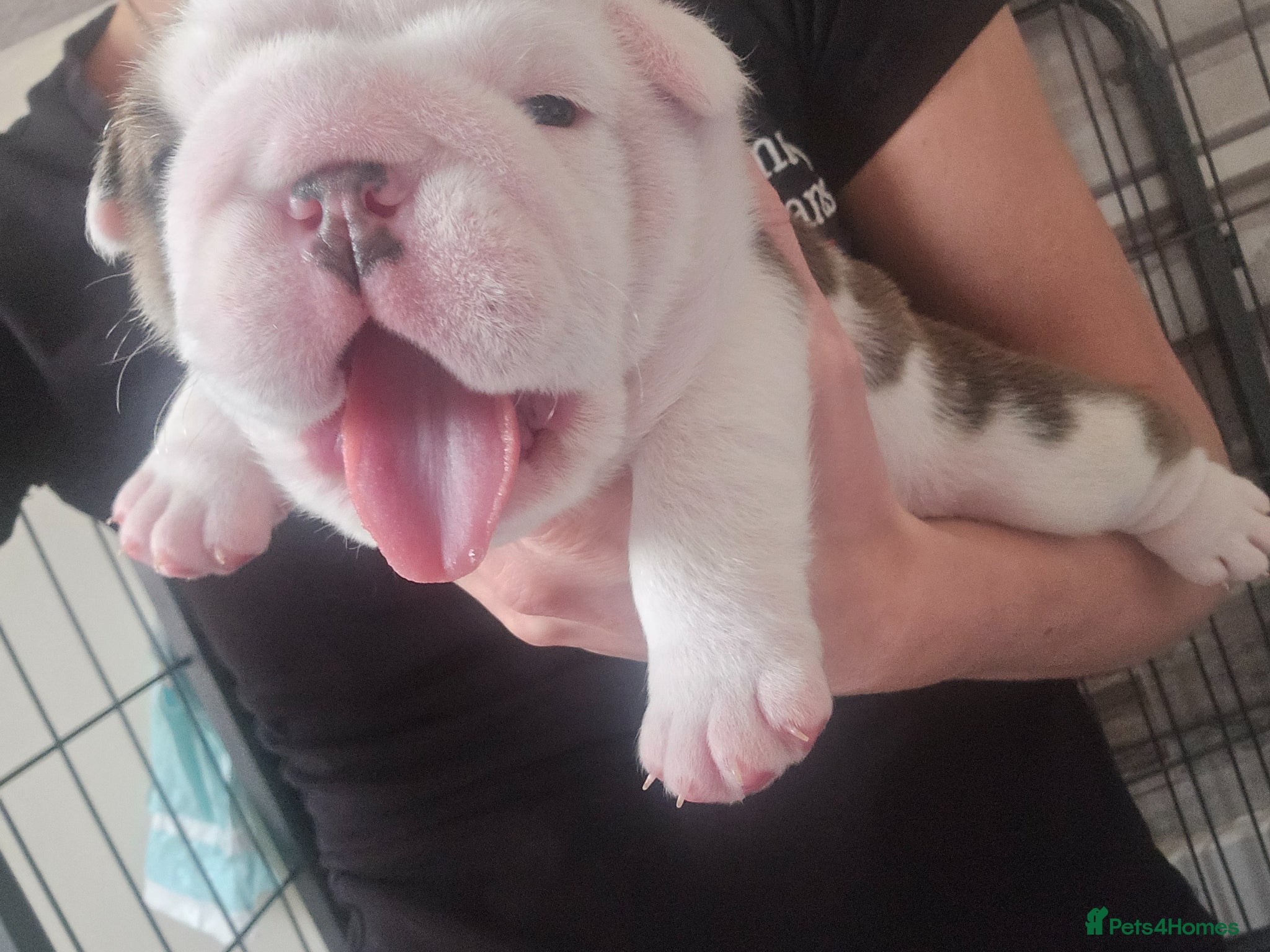 English Bulldog dogs 🐶 🔥KC registered English bulldog puppies✨️🔥 - Advert 2
