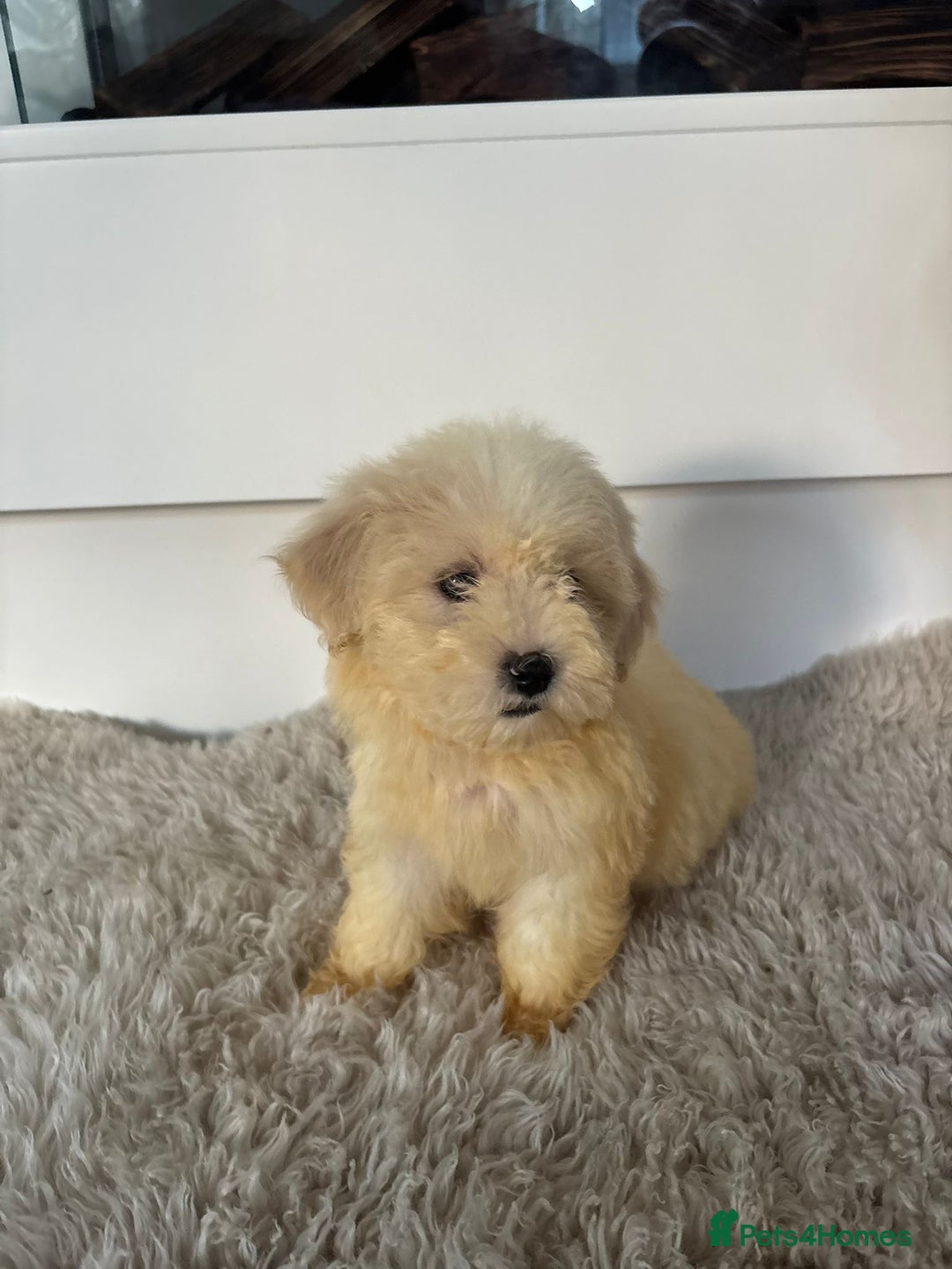 Cavachon dogs for sale: Little of cavachon pups for sale  - Advert 12