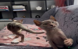 Lykoi cats for sale: Loving Lykoi lap kittens (open to offers) - Image 3