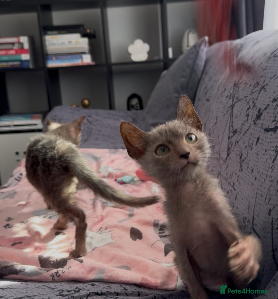 Lykoi cats for sale: Loving Lykoi lap kittens (open to offers) - Image 3