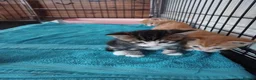 Mixed Breed cats for sale: 5 x kittens lovely colours - Advert 11