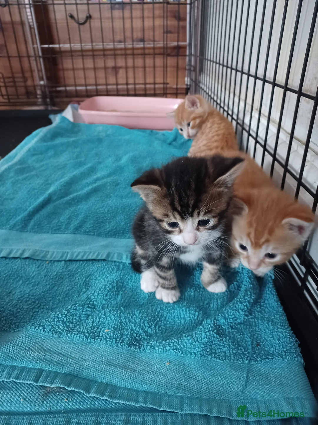 Mixed Breed cats for sale: 5 x kittens lovely colours - Advert 11