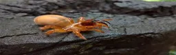 Mixed Breed invertebrates for sale: Blue Centipede, Pygmy Scorpion, Big Tooth Spider - Advert 5