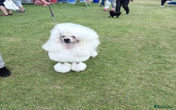 Standard Poodle dogs for stud: Standard Poodle Stud  in Shrewsbury - Image 3