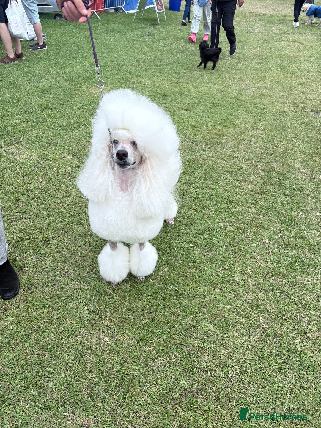 Standard Poodle dogs for stud: Standard Poodle Stud  in Shrewsbury - Image 3