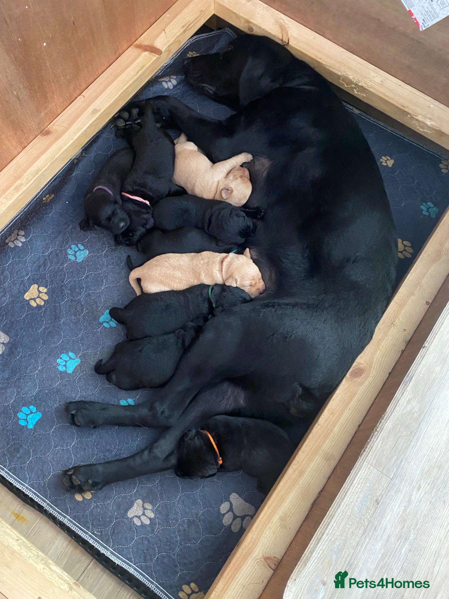 Labrador Retriever dogs Stunning Labrador Puppies  - Advert 2