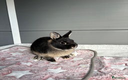 Netherland Dwarf rabbits for sale: Pure bred Netherland Dwarf (vaccinated) - Image 1