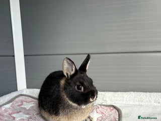 Netherland Dwarf rabbits - Advert 19
