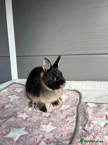 Netherland Dwarf rabbits - Advert 4