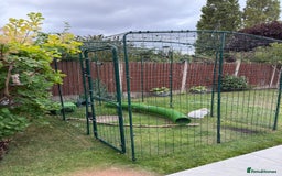 Mini Lop rabbits for sale: Daisy & Daffodil - Image 3