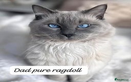 Ragdoll cats for sale: RAGDOLL X BSH KITTENS 2 BOYS LEFT - Image 9