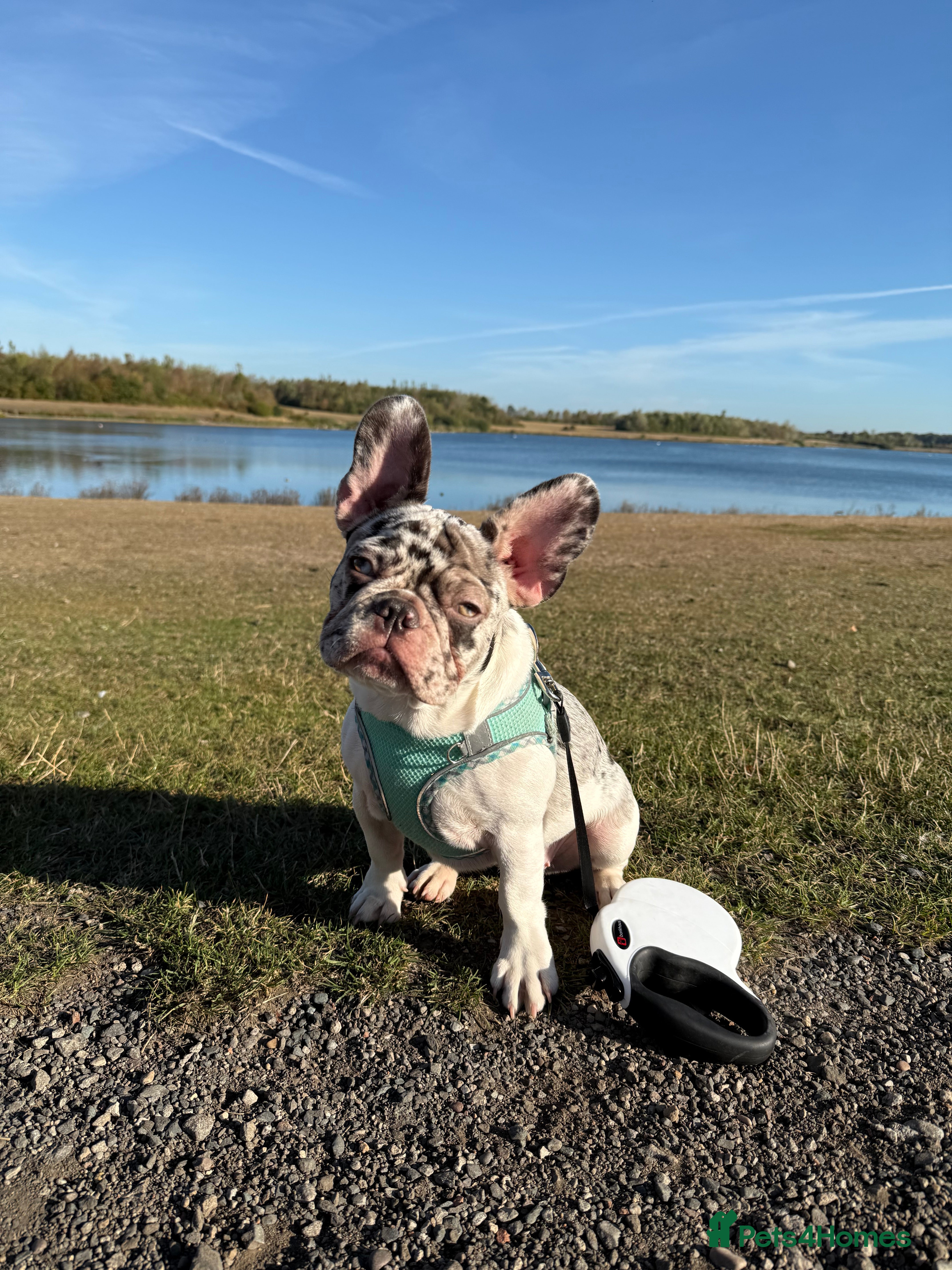 French Bulldog dogs Mabel, 8 month old, Frenchie!💜 - Advert 7