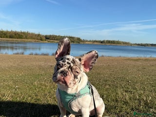 French Bulldog dogs Mabel, 8 month old, Frenchie!💜 - Advert 7