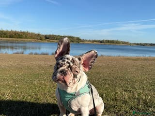 French Bulldog dogs Mabel, 8 month old, Frenchie!💜 - Advert 7
