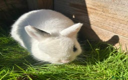 Netherland Dwarf rabbits for sale: Super friendly, super cuddly  Netherland Dwarf boy - Image 10