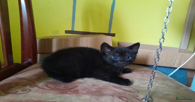 British Shorthair cats - Advert 8