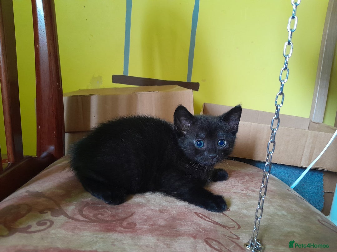 British Shorthair cats for sale: Cute playful smart kittens ready for new homes - Image 2