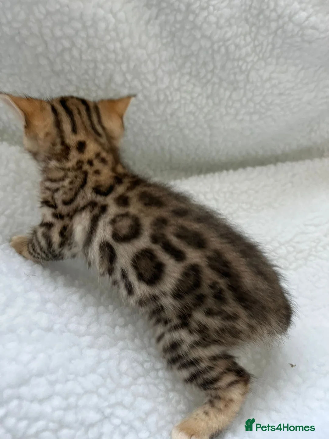 Bengal cats for stud: Stunning Male Bengal Stud 🌟TICA REGISTERED🌟 in Wolverhampton - Advert 13