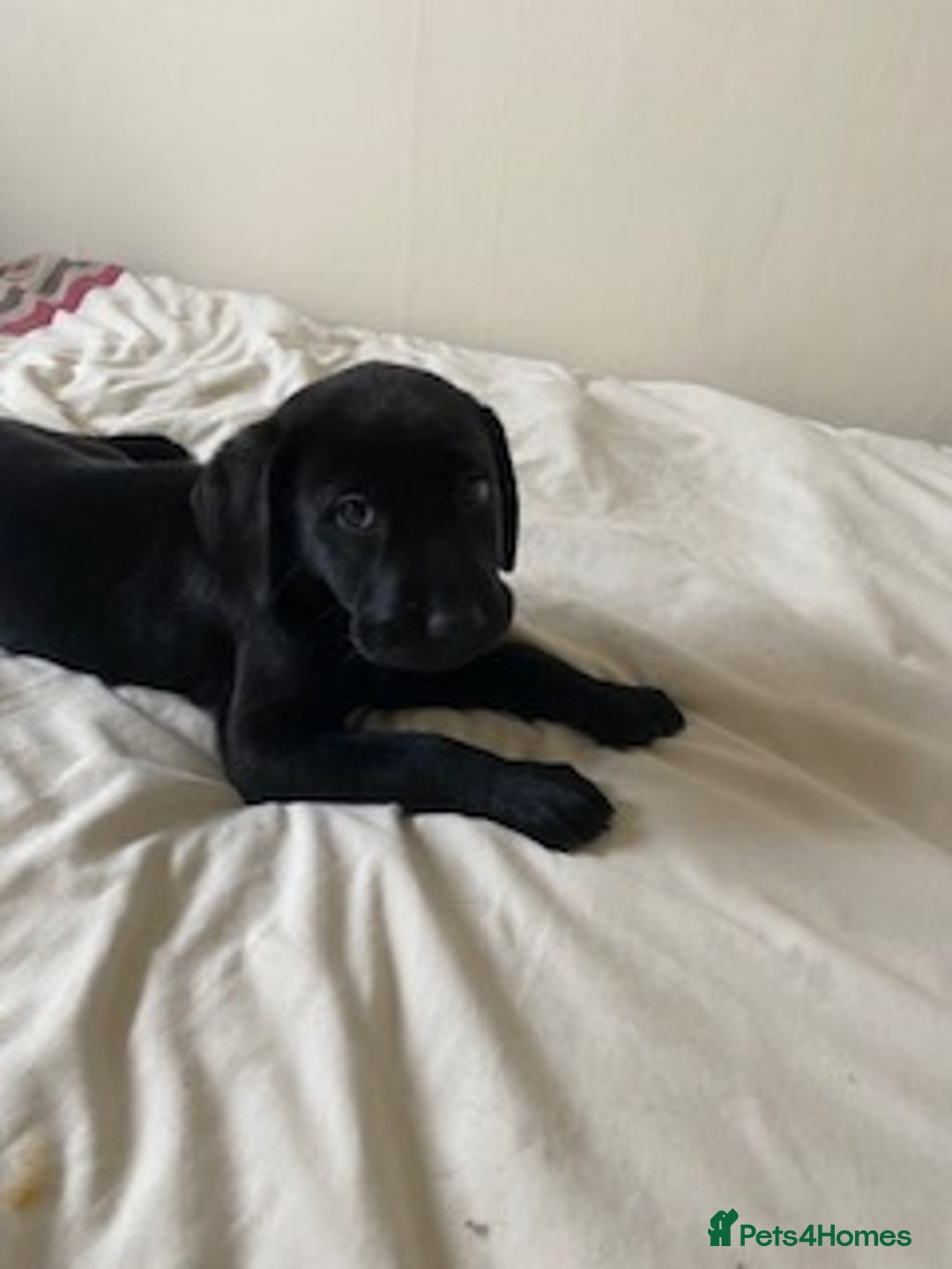 Labrador Retriever dogs for sale: Two Beautiful show Labrador Boys - Advert 2