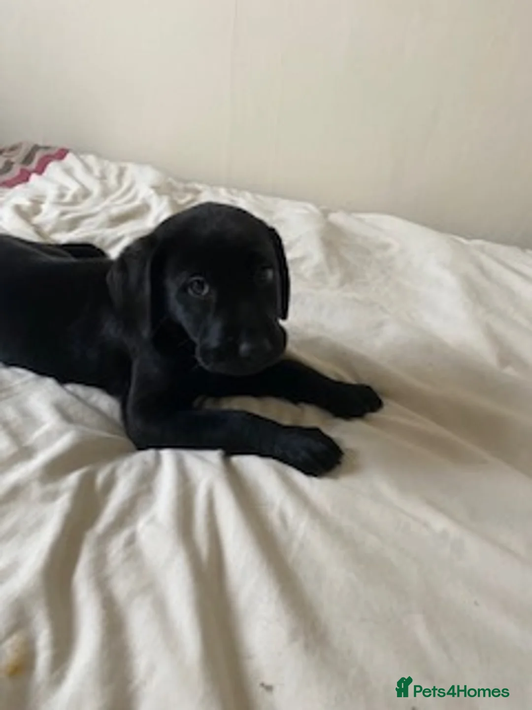 Labrador Retriever dogs for sale: Ready to leave Two Beautiful show Labrador Boys  - Advert 2