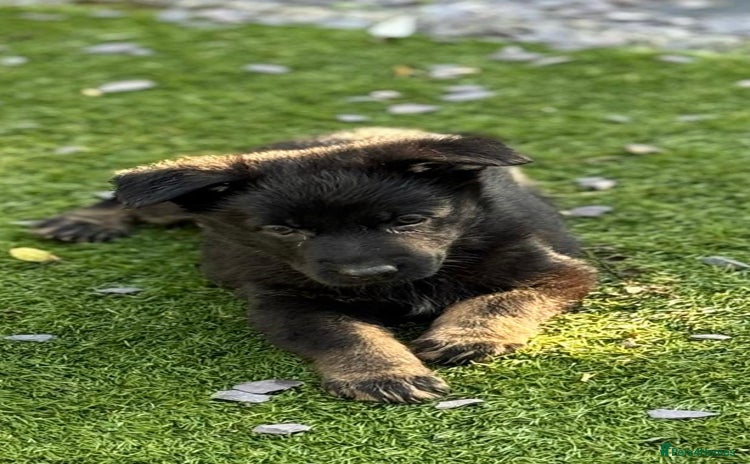 German Shepherd dogs - Advert 7