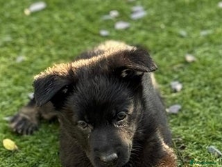 German Shepherd dogs - Advert 13