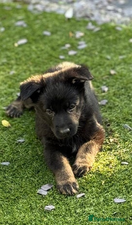 German Shepherd dogs - Advert 4