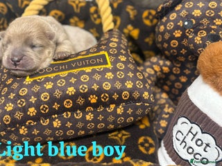 Chow Chow dogs - Advert 4