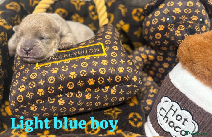 Chow Chow dogs - Advert 1