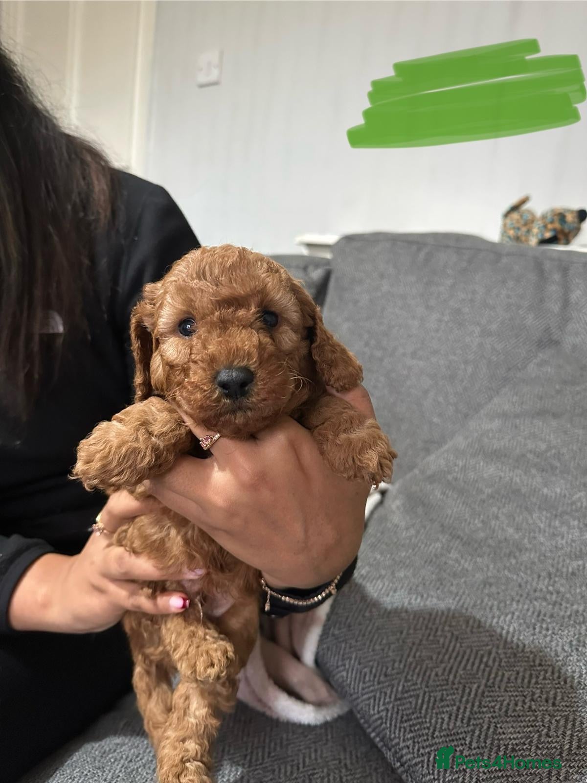 Cavapoo dogs Red cavapoo puppies - Advert 1