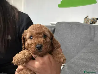 Cavapoo dogs Red cavapoo puppies - Advert 1