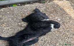 Cockerdor dogs for sale: 3 beautiful cockerador baby’s  - Image 9