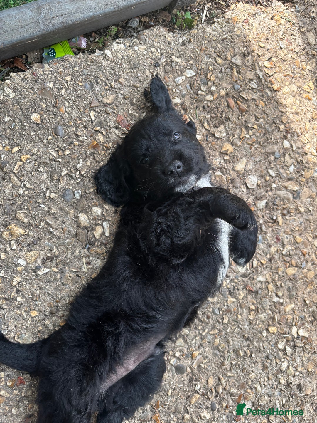 Cockerdor dogs for sale: 3 beautiful cockerador baby’s  - Image 9