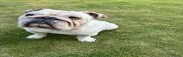 English Bulldog dogs for stud: Monty - Advert 3