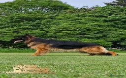 German Shepherd dogs for sale: Beautiful girl available  - Image 7