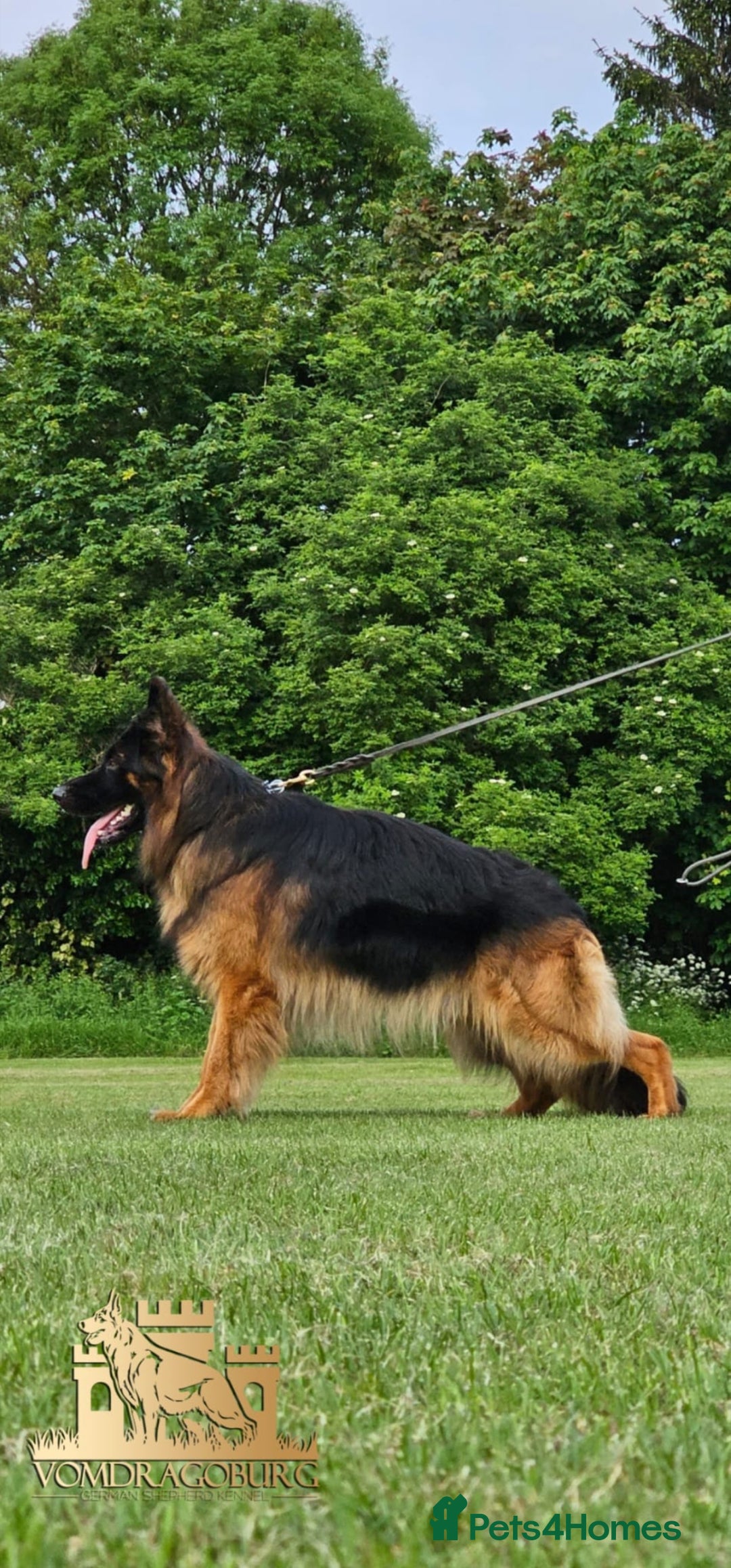 German Shepherd dogs for sale: Beautiful girl available  - Image 7