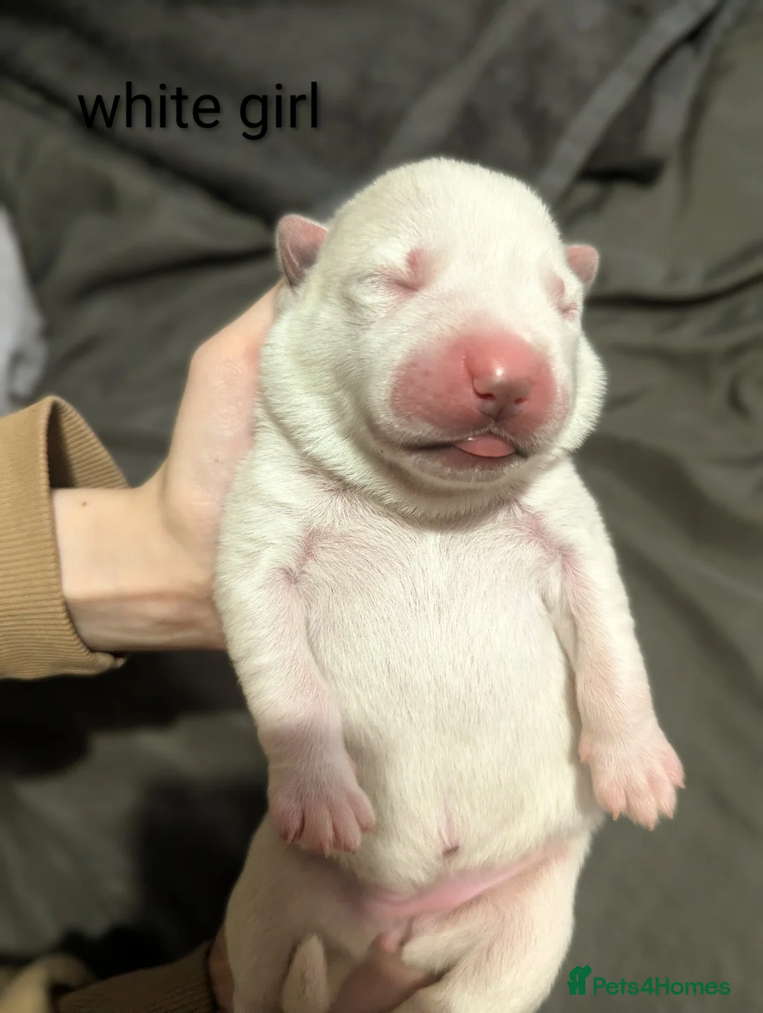 Huskita dogs for sale: Gorgeous huskita puppies  - Advert 6