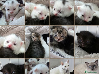 Mixed Breed cats Mixed kittens😻😽Ragdoll x domestic 🙀👌 - Advert 1